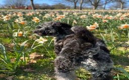 Miniature Poodle dogs for stud: Miniature Merle Poodle STUD  - Image 21