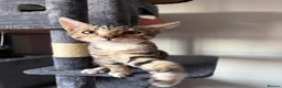 Bengal cats for sale: Bengal X - Advert 10
