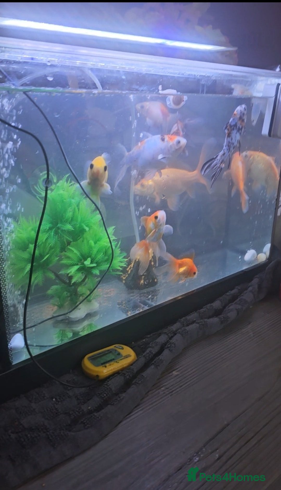 Goldfish fish for sale: Goldfish - Advert 7