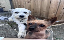 Mixed Breed dogs for adoption: Brian is looking for a home -Mioritic Shepherd  - Image 17