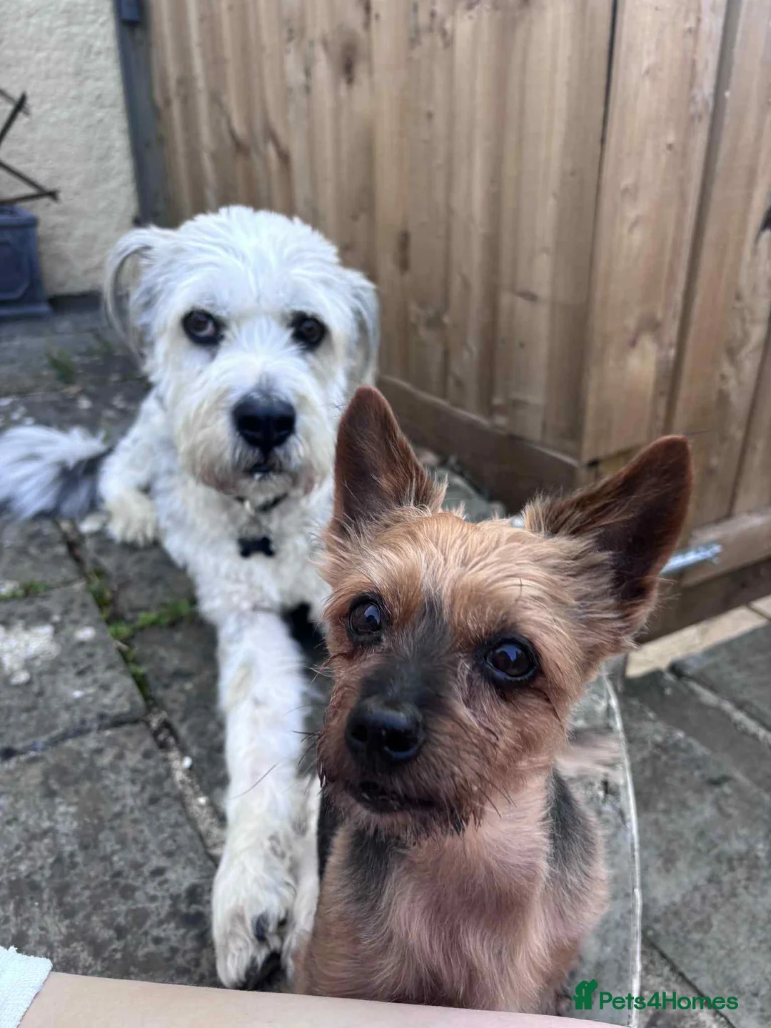 Mixed Breed dogs for adoption: Brian is looking for a home -Mioritic Shepherd  - Advert 17