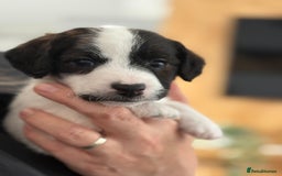 Mixed Breed dogs for sale: Jack Russel x Cockapoo Puppies - Image 11