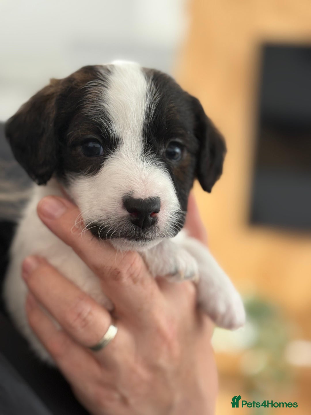 Mixed Breed dogs for sale: Jack Russel x Cockapoo Puppies - Image 11