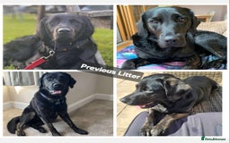 Goldador dogs for sale: Upcoming litter of beautiful F1B Goldadors - Image 9