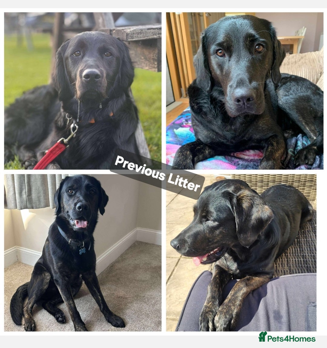 Goldador dogs for sale: Upcoming litter of beautiful F1B Goldadors - Image 9