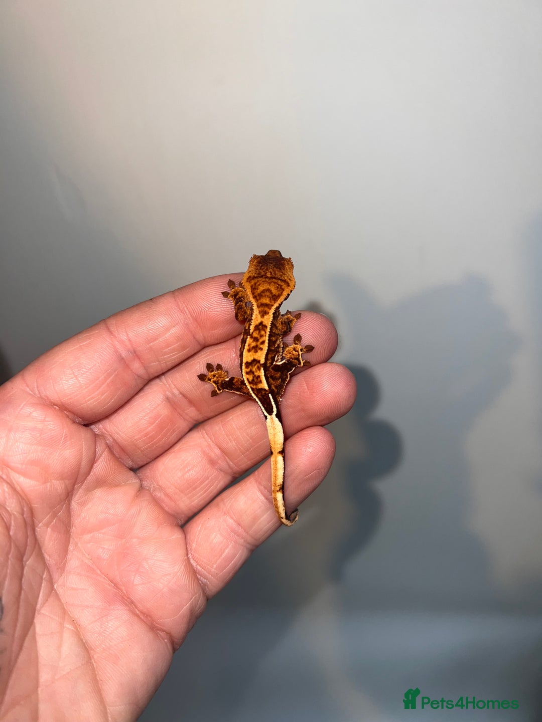 Gecko reptiles for sale: Baby crested geckos available  - Image 4