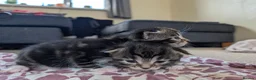 Mixed Breed cats for sale: 3 lovely playful friendly kittens  in Chichester - Advert 8