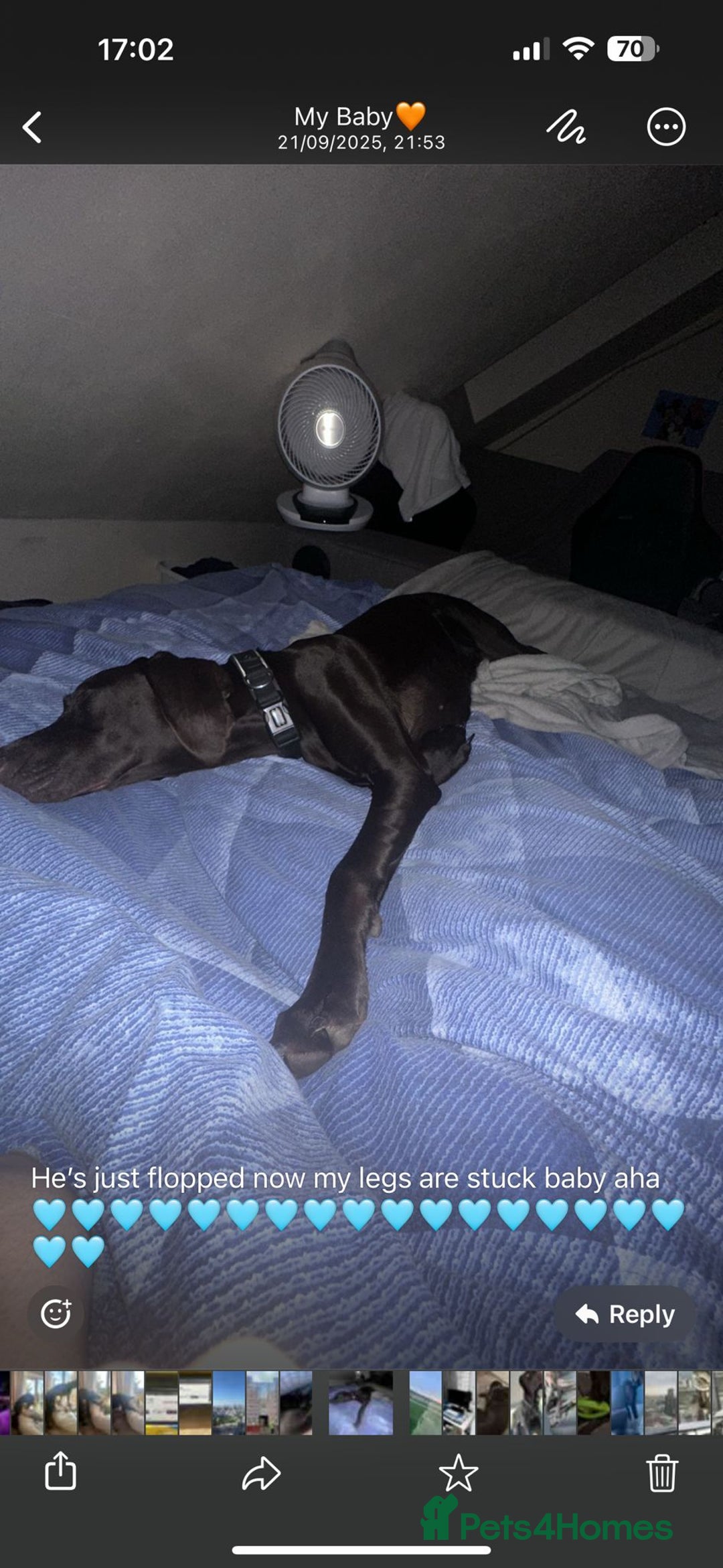 Hungarian Vizsla dogs for sale: Vizla/Vimaraner - Advert 4