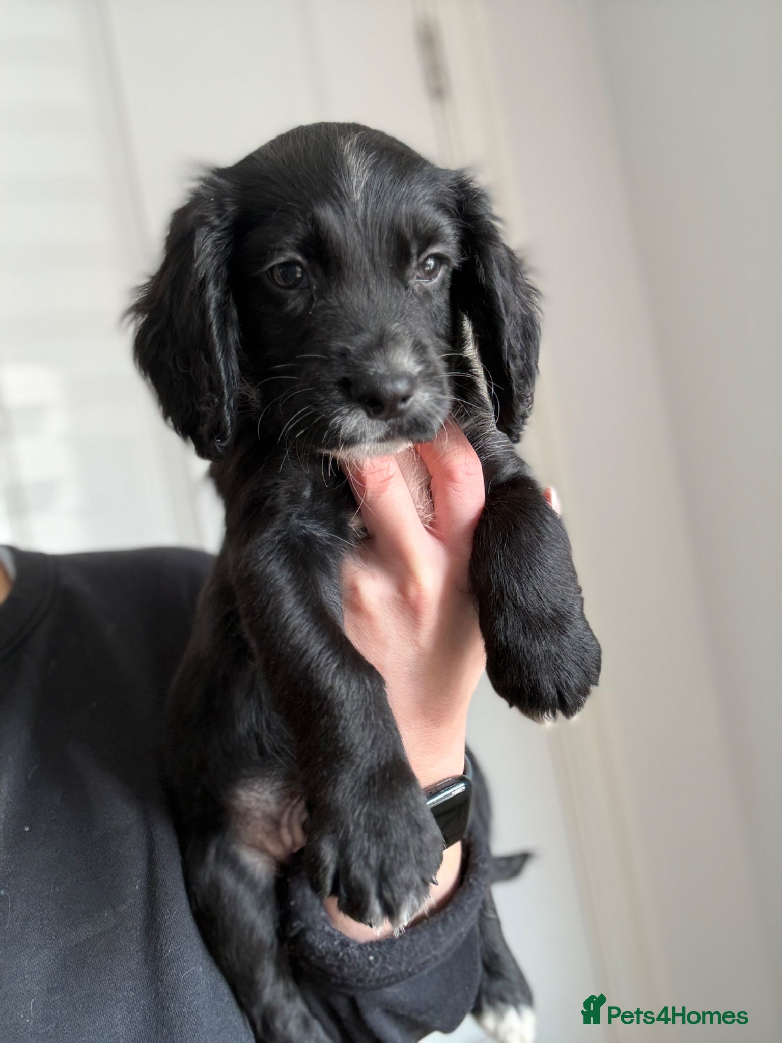 Sprocker dogs Ready to go, last sprocker boy remaining 🐶 - Advert 5