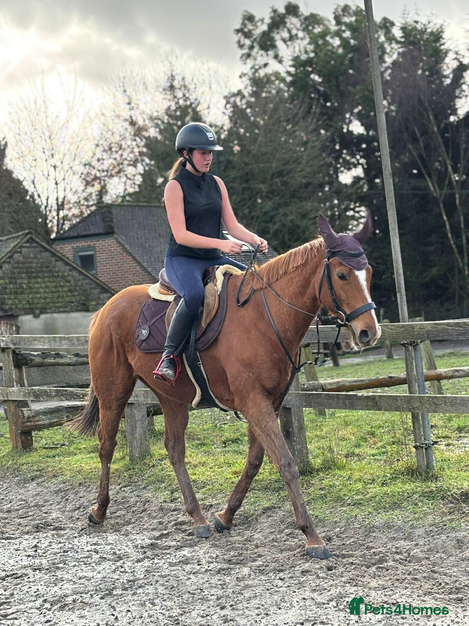 English Thoroughbred horses Super safe anyones ride - Advert 16