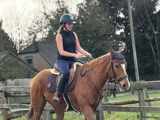 English Thoroughbred horses Super safe anyones ride - Advert 1