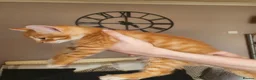 Domestic Shorthair cats for sale: Kittens for sale - Advert 5