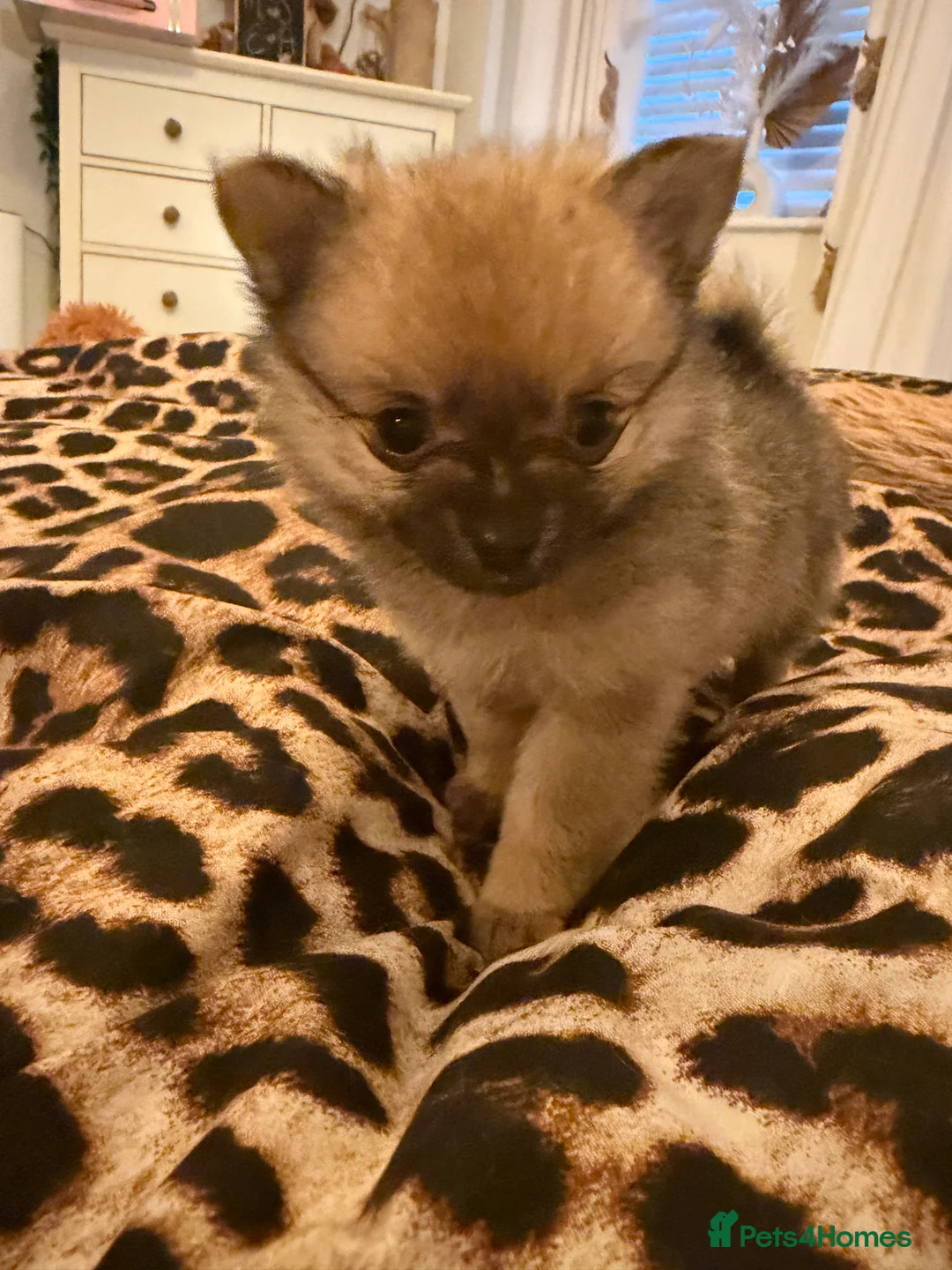 Pomchi dogs for sale: Beautiful Pomchi fluffy puppies available now in Deeside - Advert 9