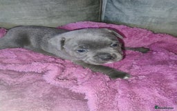 Staffordshire Bull Terrier dogs for sale: Blue Staffie Pups - Image 17