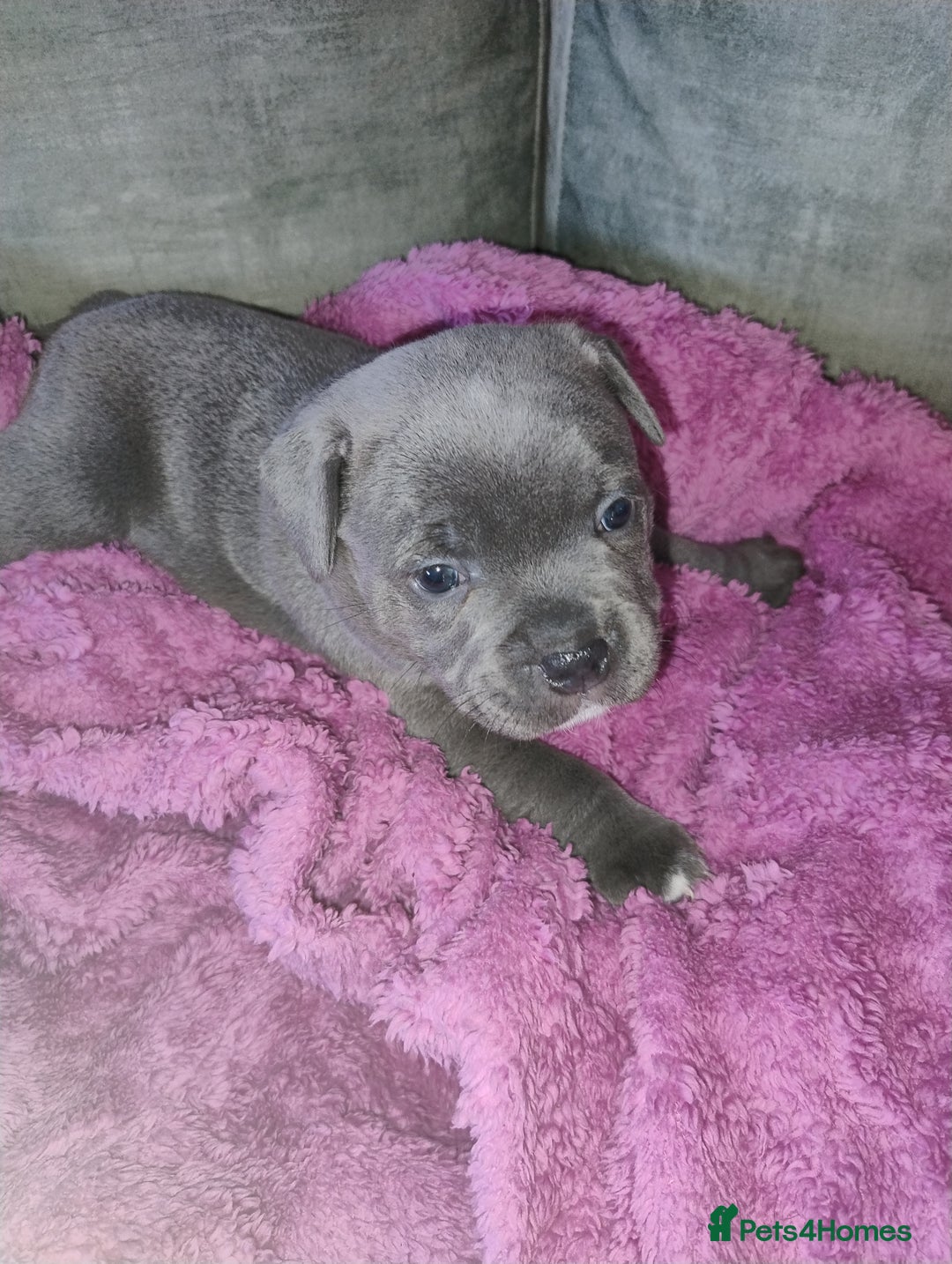 Staffordshire Bull Terrier dogs for sale: Blue Staffie Pups - Image 17
