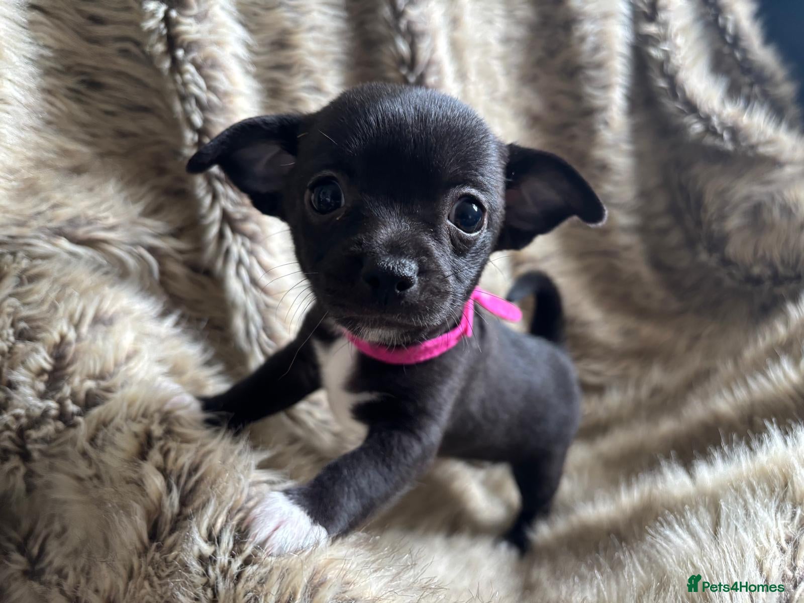 Chihuahua dogs Stunning short haired chihuahua pups - Advert 1