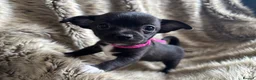 Chihuahua dogs for sale: Stunning short haired chihuahua pups - Advert 1