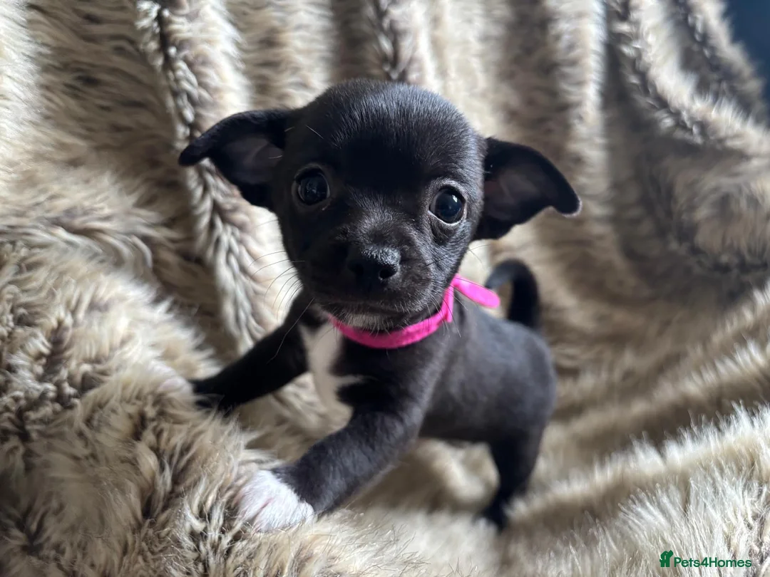 Chihuahua dogs for sale: Stunning short haired chihuahua pups - Advert 1