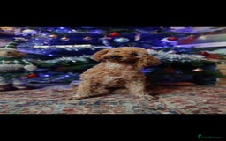 Labradoodle dogs for sale: F1 MINI LABRADOOLES - Image 7