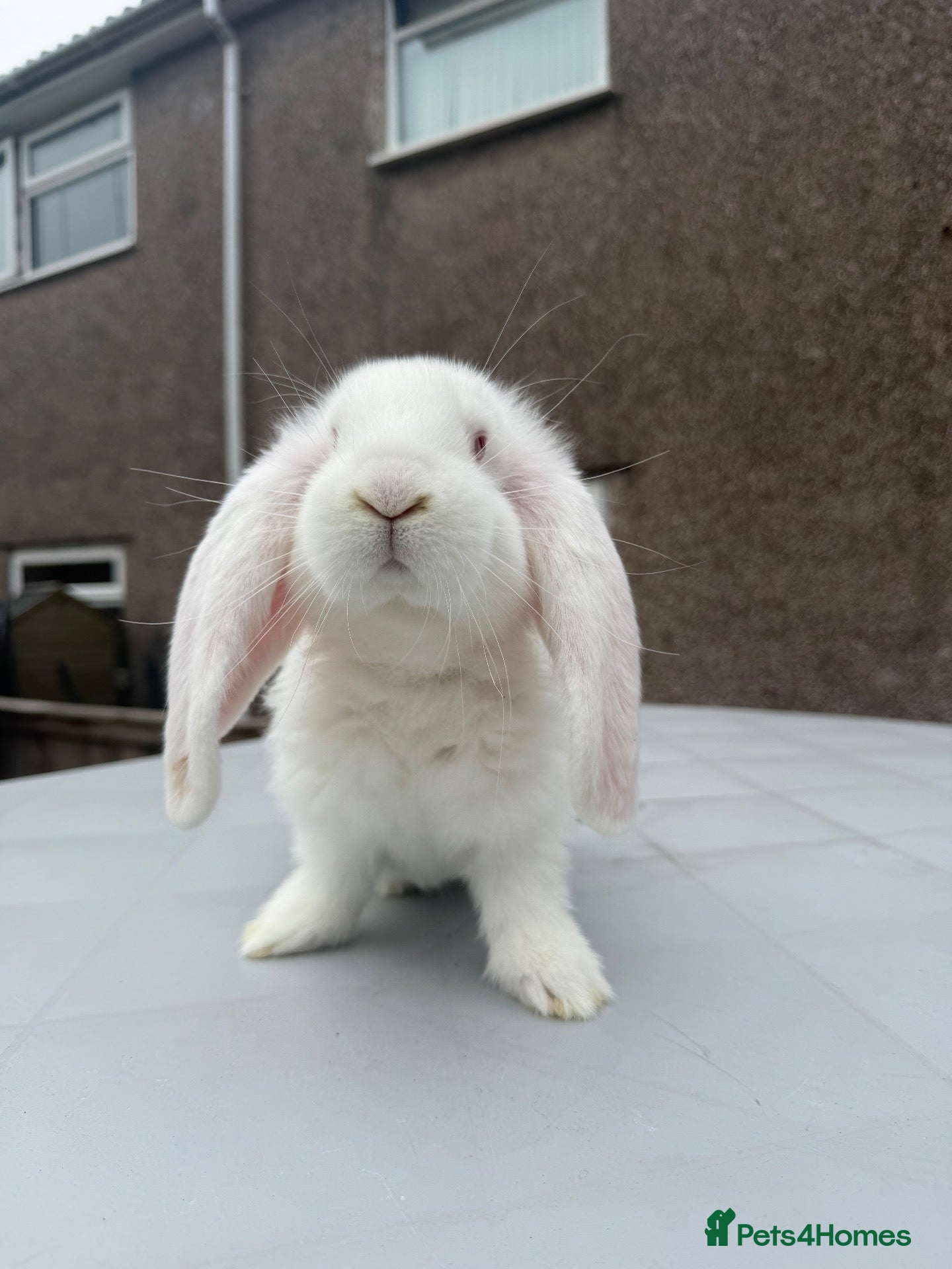 French Lop rabbits for sale: Giant French lops  - Advert 15