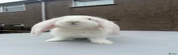 French Lop rabbits for sale: Giant French lops  - Advert 5