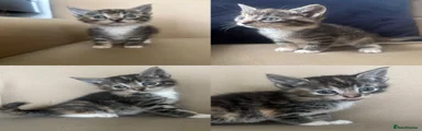 Mixed Breed Kitten 6