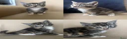 Mixed Breed cats for sale: 6 beautiful kittens  - Advert 9
