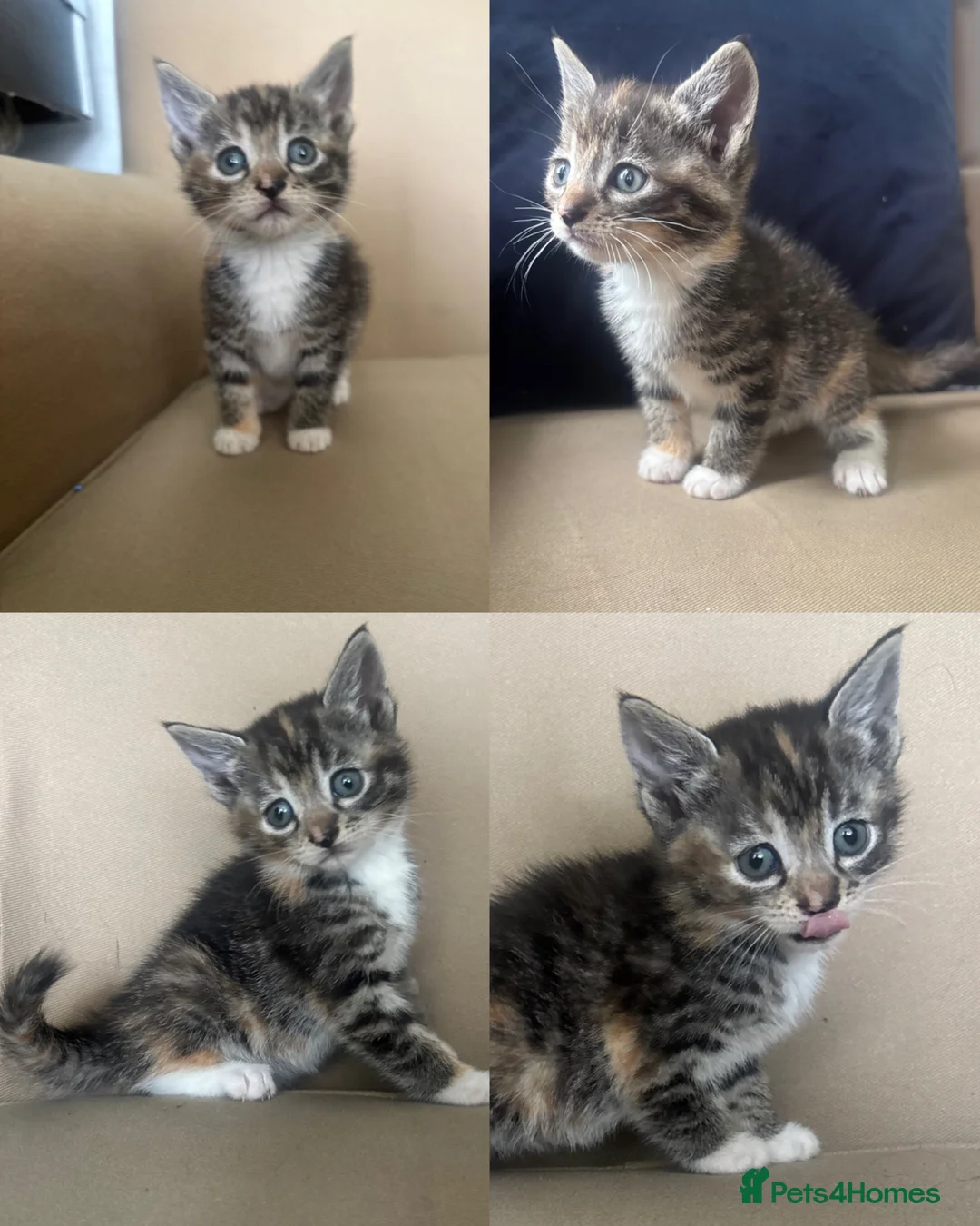 Mixed Breed cats for sale: 6 beautiful kittens  - Advert 9