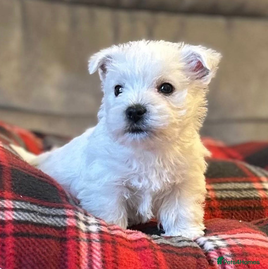 West Highland Terrier dogs for sale: Stunning west highland terrier puppies  - Advert 4