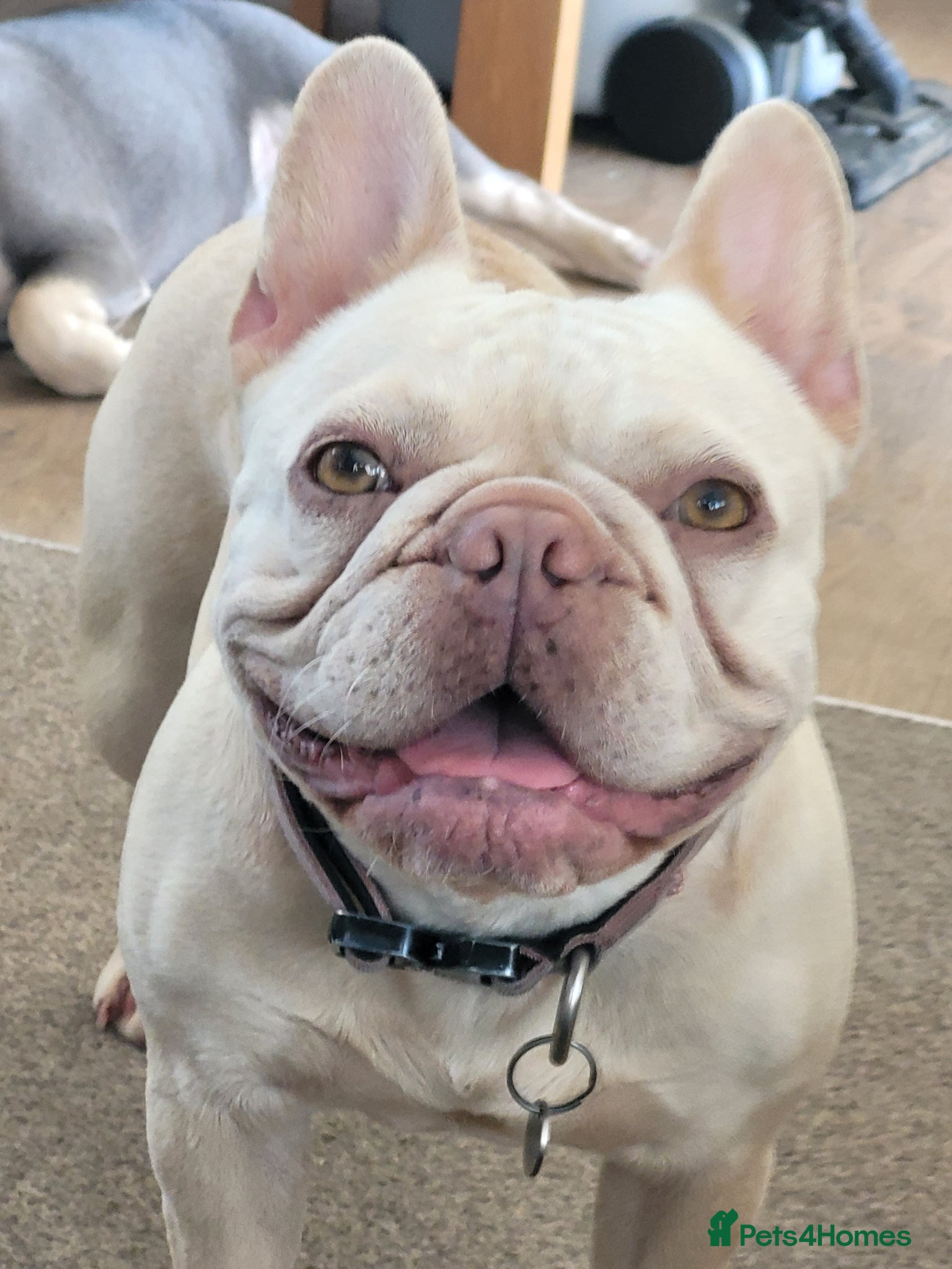 French Bulldog dogs FRENCH BULLDOG PUPPIES (KC REGISTERED) - Advert 7