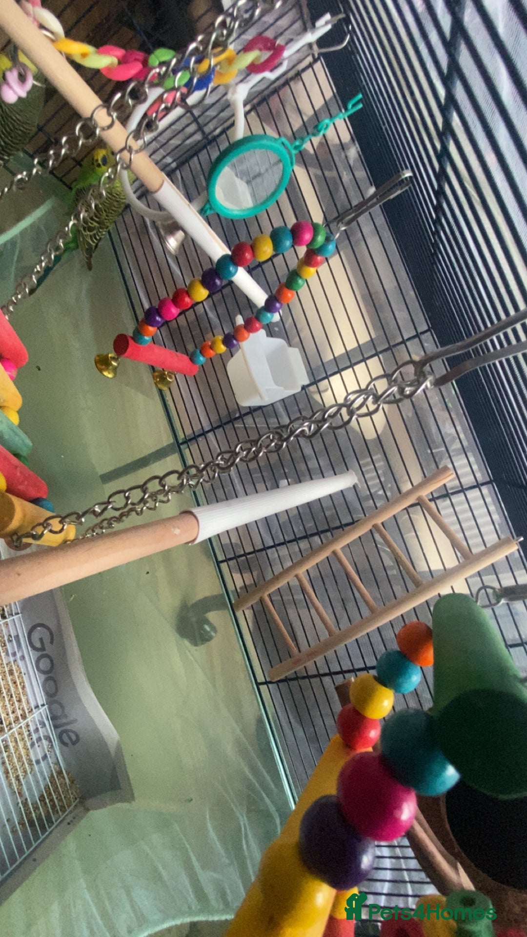 Budgerigars birds for sale: 2x Budgies with cage - Advert 3