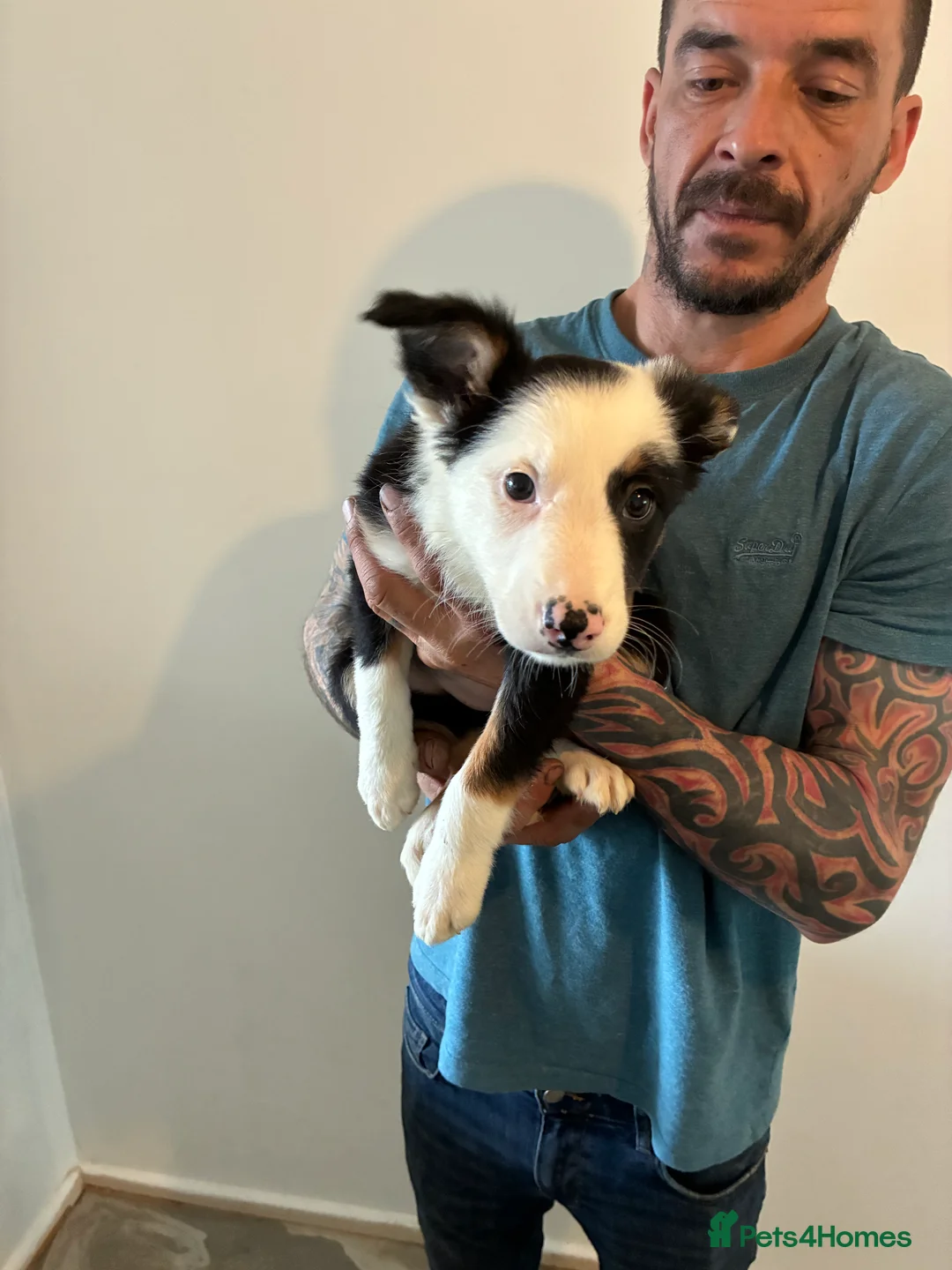 Border Collie dogs for sale: Border collie puppies  - Advert 5