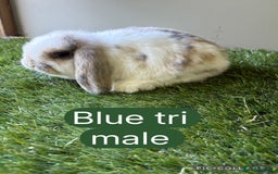 Mini Lop rabbits for sale: Beautiful, friendly mini lops  - Image 5