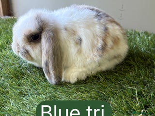 Mini Lop rabbits - Advert 22