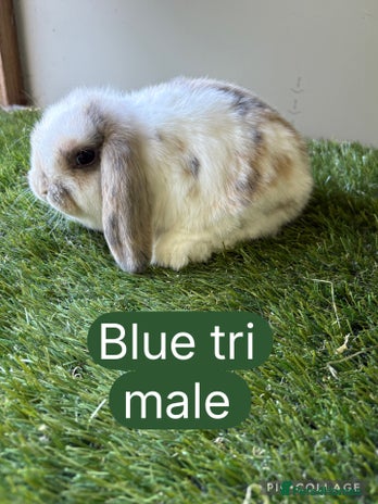 Mini Lop rabbits - Advert 12