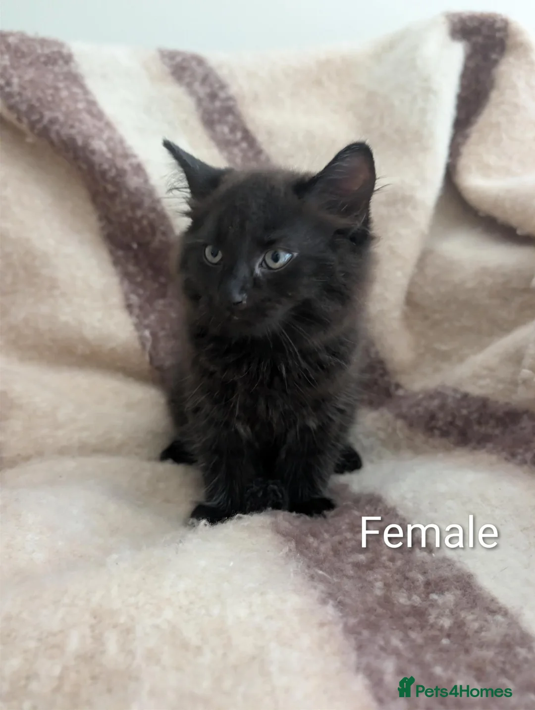 Mixed Breed cats for sale: Playful  9-Week-Old Kittens Ready For Loving Homes in Norwich - Advert 2