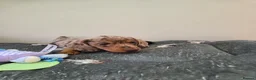 Miniature Dachshund dogs for stud: Kc Miniature  Dachshund  stud - Advert 2