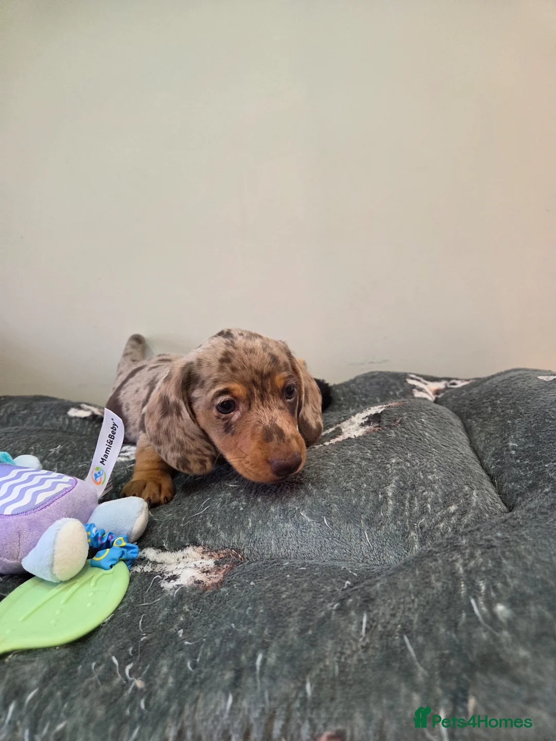 Miniature Dachshund dogs for stud: Kc Miniature  Dachshund  stud - Advert 2