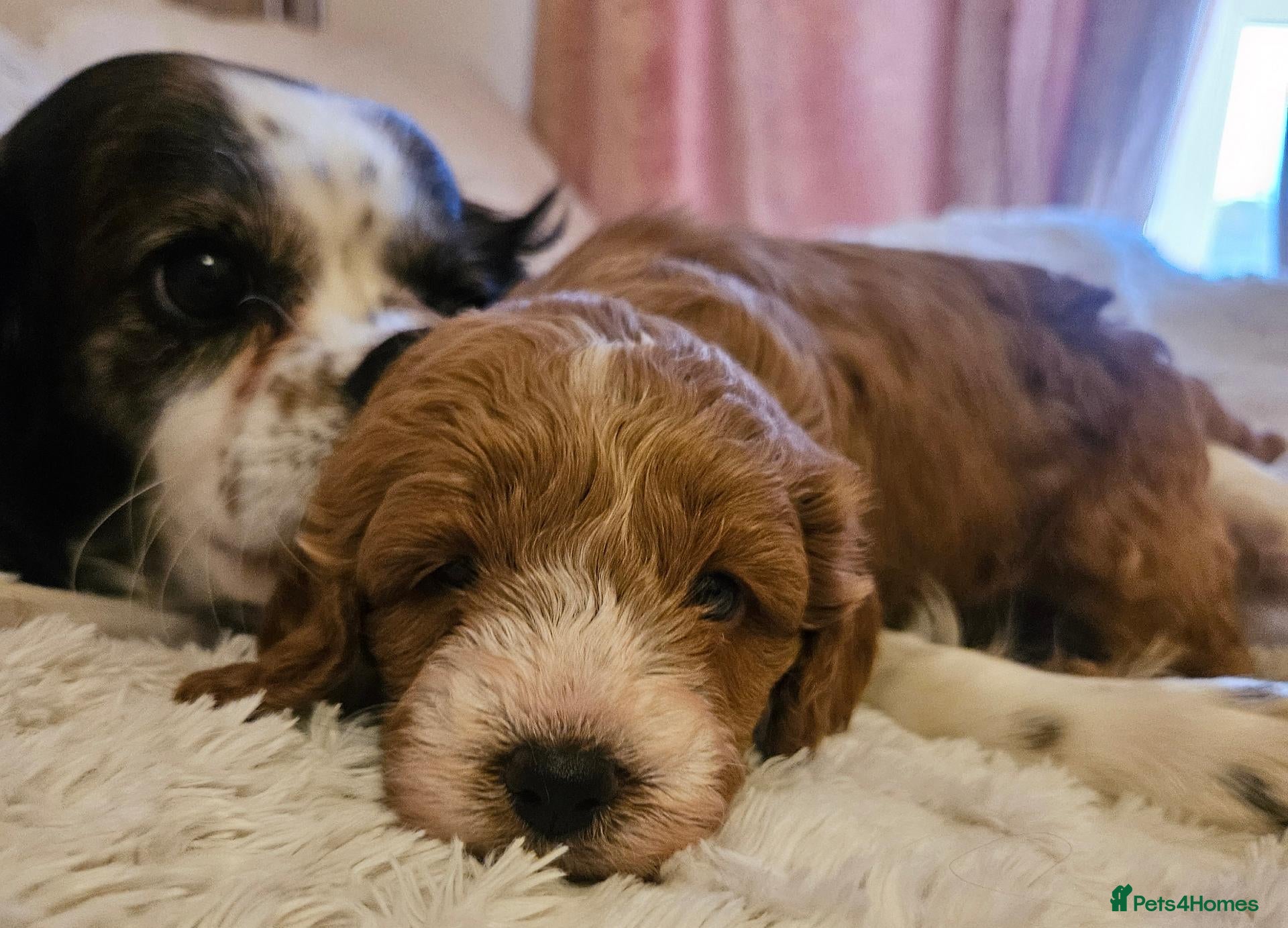 Cavapoo dogs for sale: Extensively health tested F1B cavapoo puppies - Advert 12