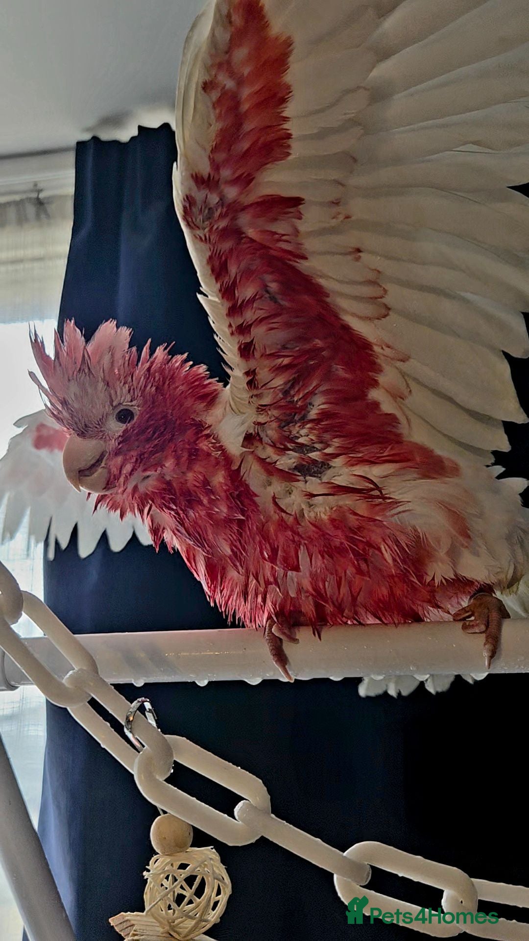 Cockatoo birds for sale: Silly Tame Hand Reared Lutino Galah  - Advert 1
