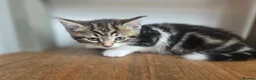 Mixed Breed cats for sale: Kittens for sale blackpool  - Advert 27