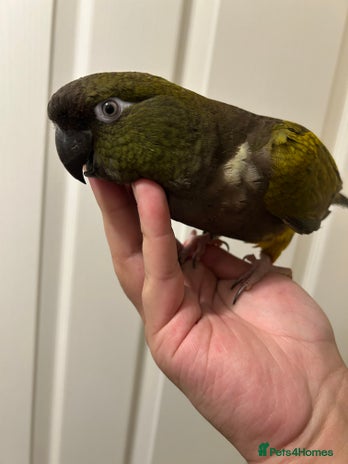 Conures birds - Advert 3