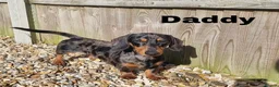 Miniature Dachshund dogs for sale: Baby Girl Mabel - Miniature Dachshund  - Advert 10