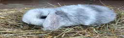 Mini Lop rabbits for sale: Gorgeous Mini lops  - Advert 7