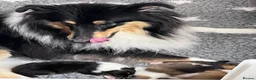 Rough Collie dogs for sale: Clear Non-carriers DM-CEA-MDR1-PRA. 0% inbreeding. - Advert 20