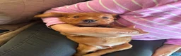 Sprocker dogs for sale: Spaniel puppies - Advert 8