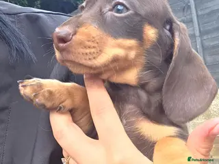 Miniature Dachshund dogs Kc Miniature Dachshund - Advert 2