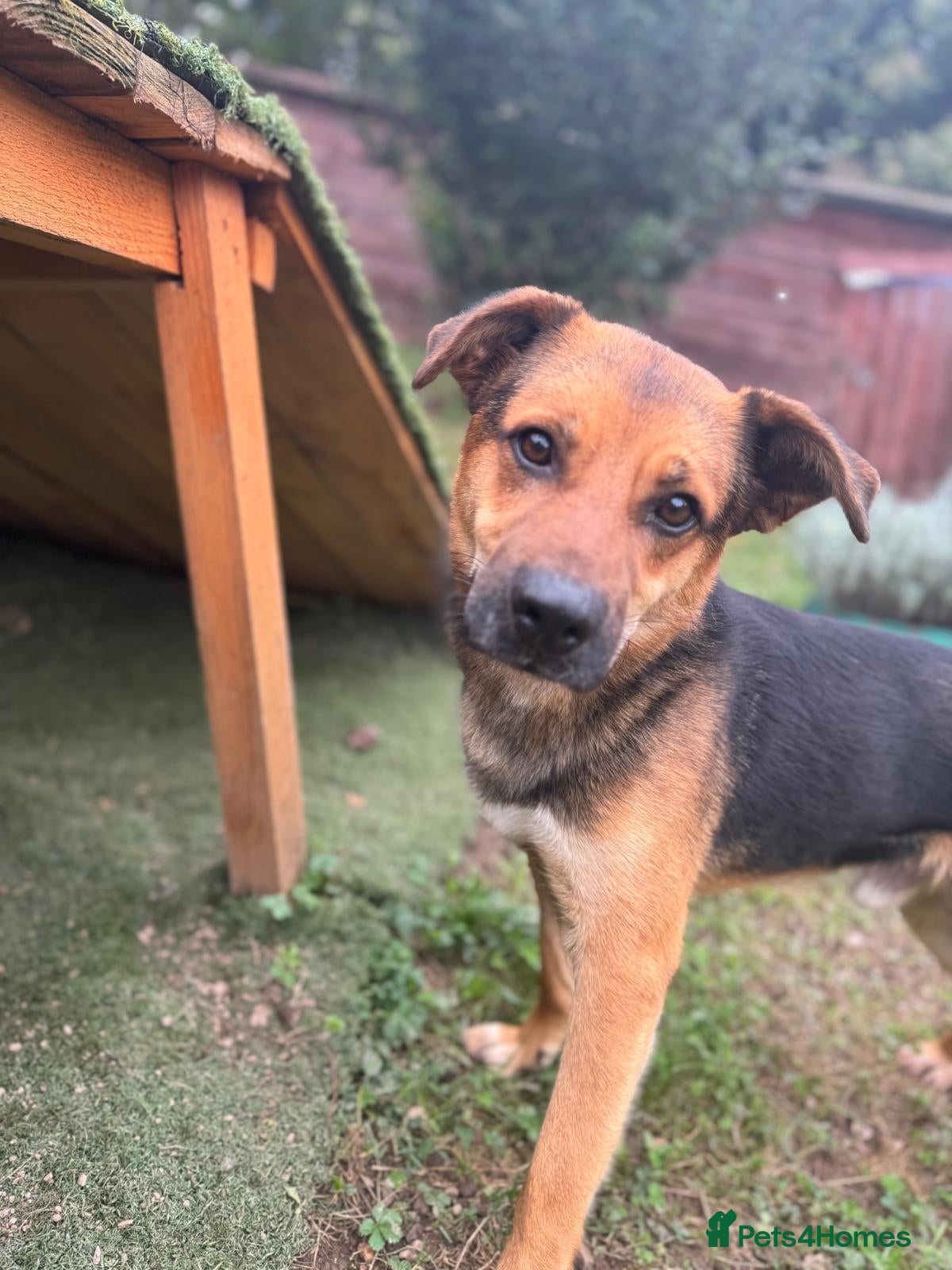 Mixed Breed dogs BRUTUS - Advert 22