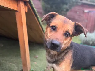 Mixed Breed dogs BRUTUS - Advert 16