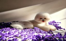 Bichon Frise dogs for sale: Kc reg bichon frise - Image 4
